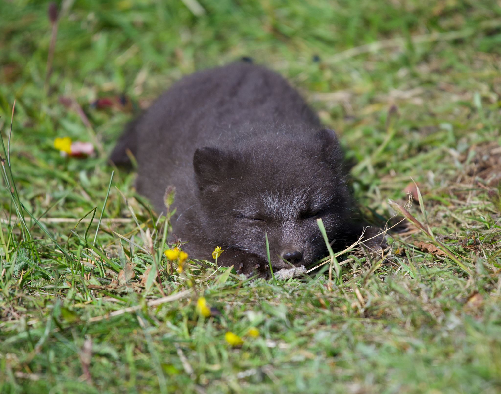Arctic Fox Kits