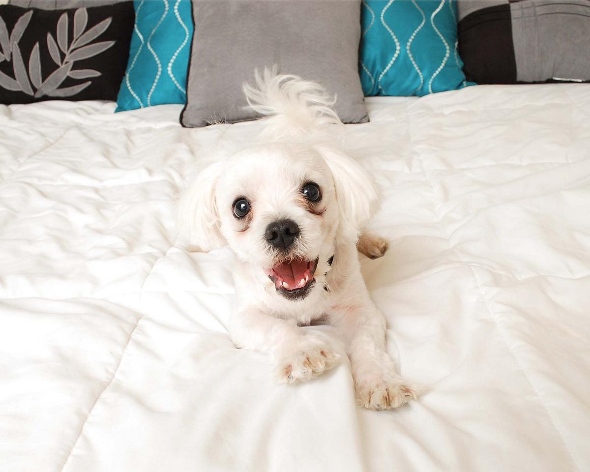 Toby the Maltese shows off his big personality for the camera! Toby the Maltese shows off his big personality for the camera!