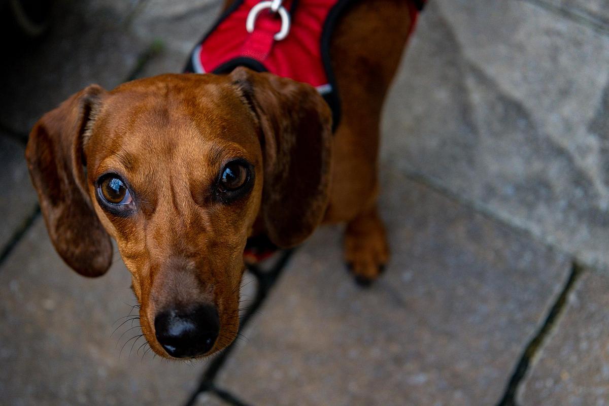 Best Dog Friendly Patios in Nashville