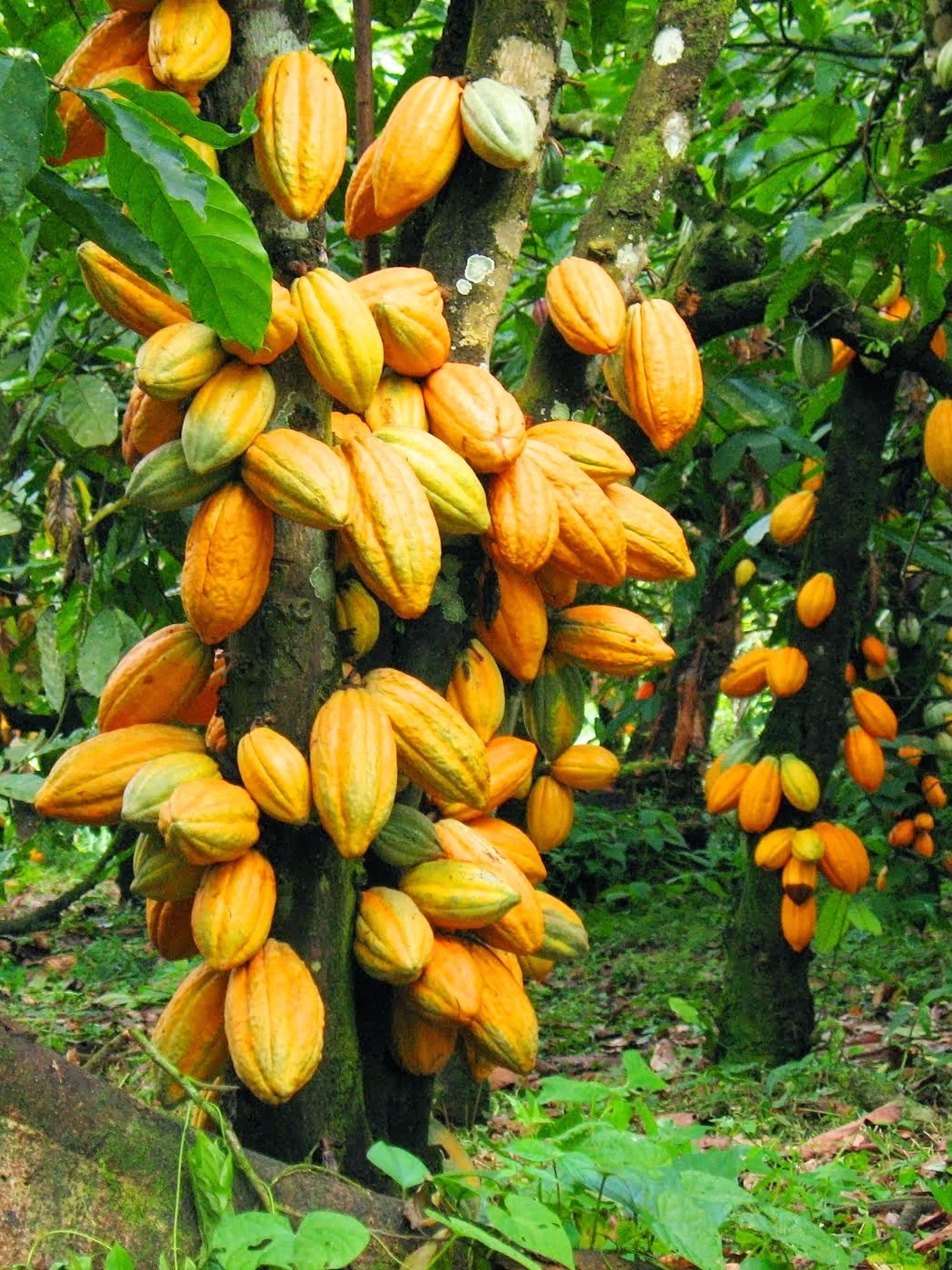 cocoa trees