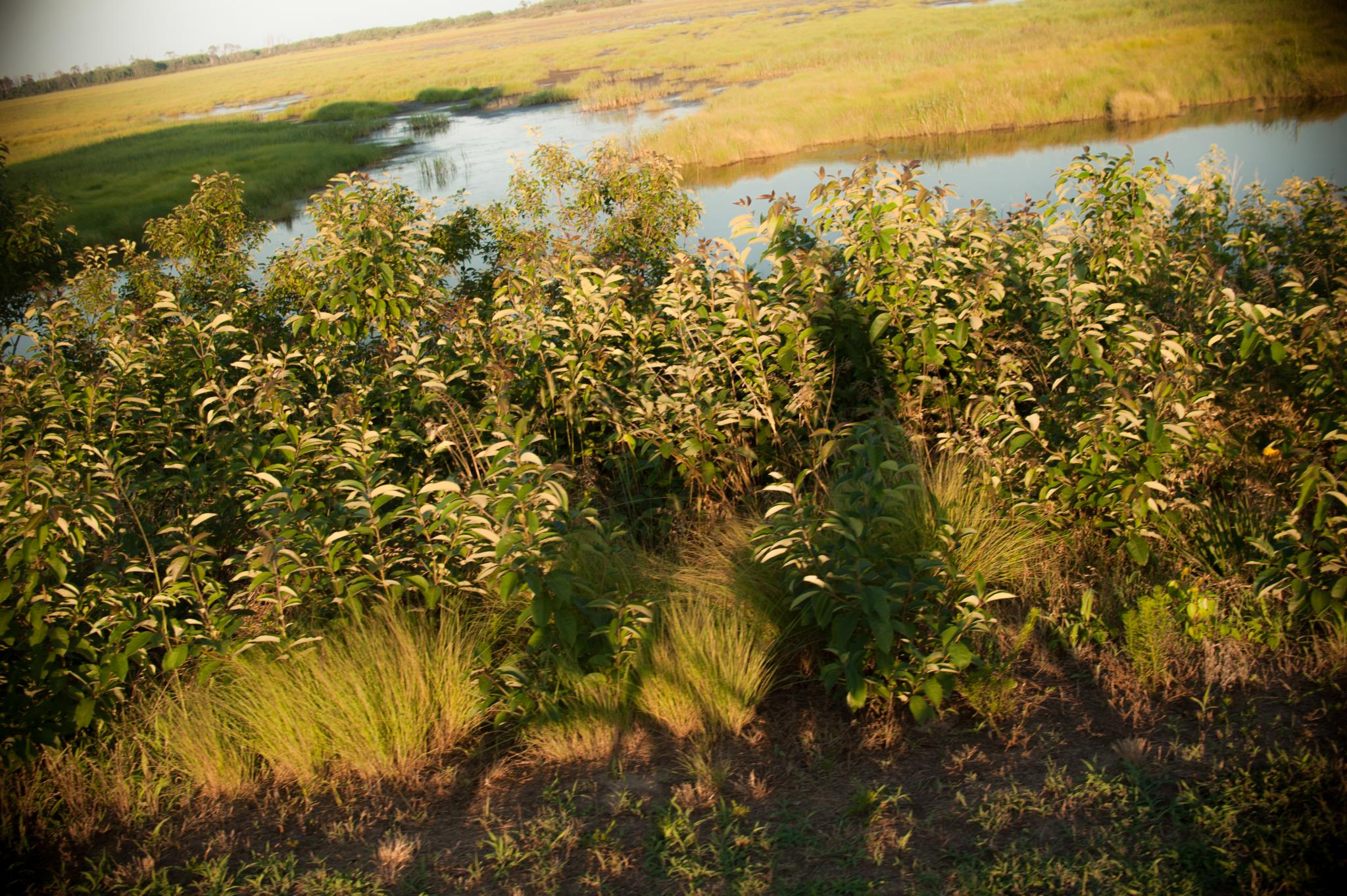 Where are the horses on Chincoteague Island?!