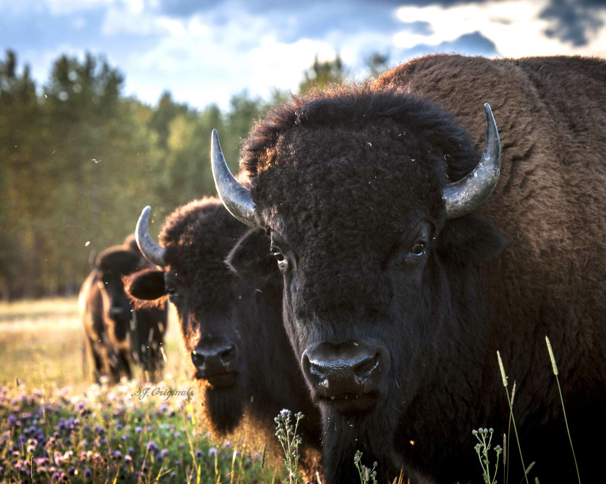 Yellowstone bison tries distancing pete