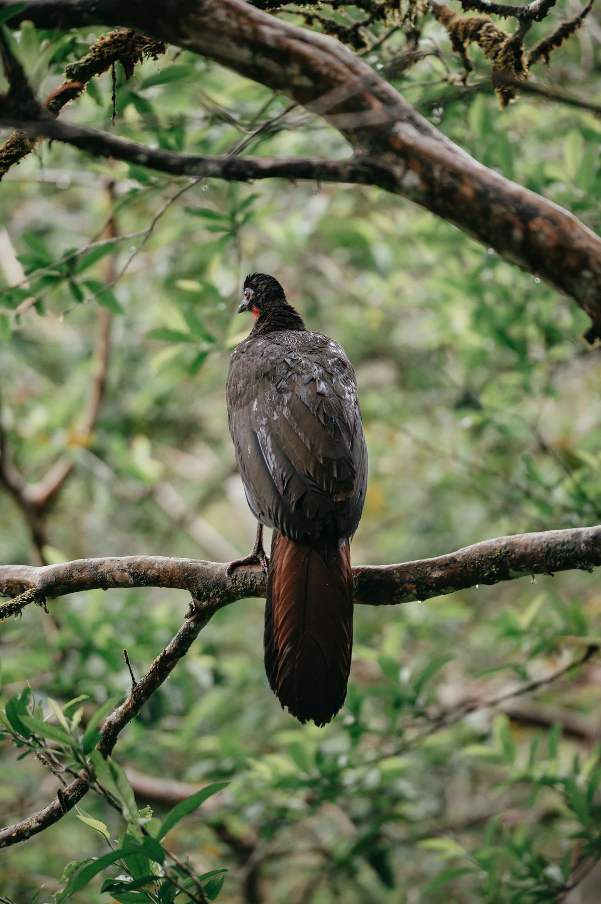 Costa Rica Wildlife Bird sitting on the branch
