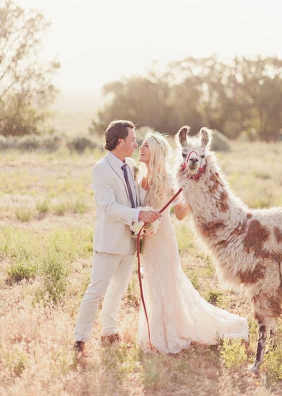 The Posing Llama The Posing Llama