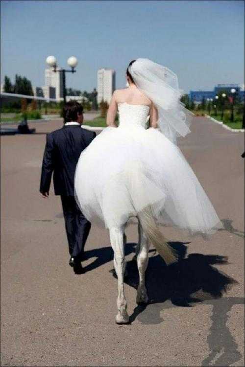 The Bridal Horse The Bridal Horse