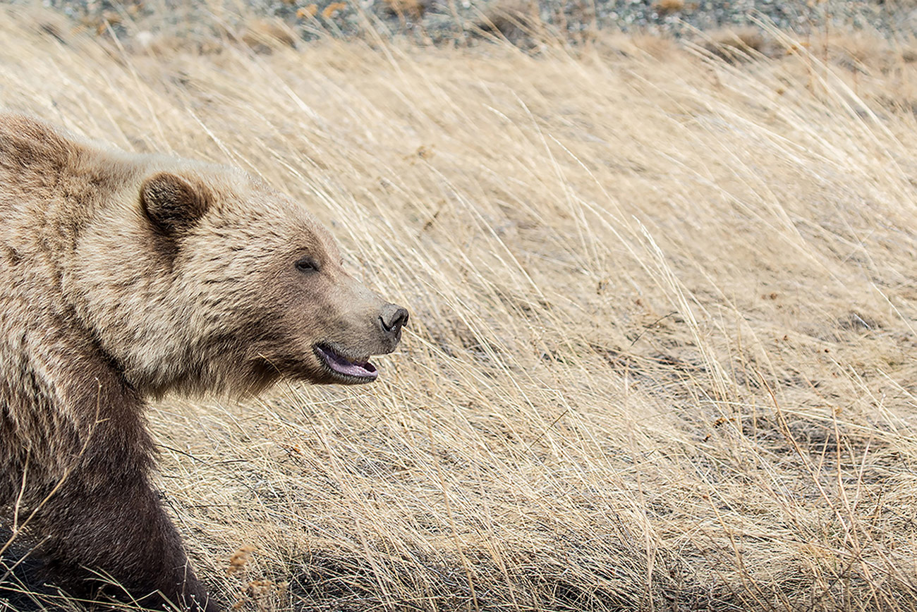 Grizzly Bear, Destruction Bay, Yukon