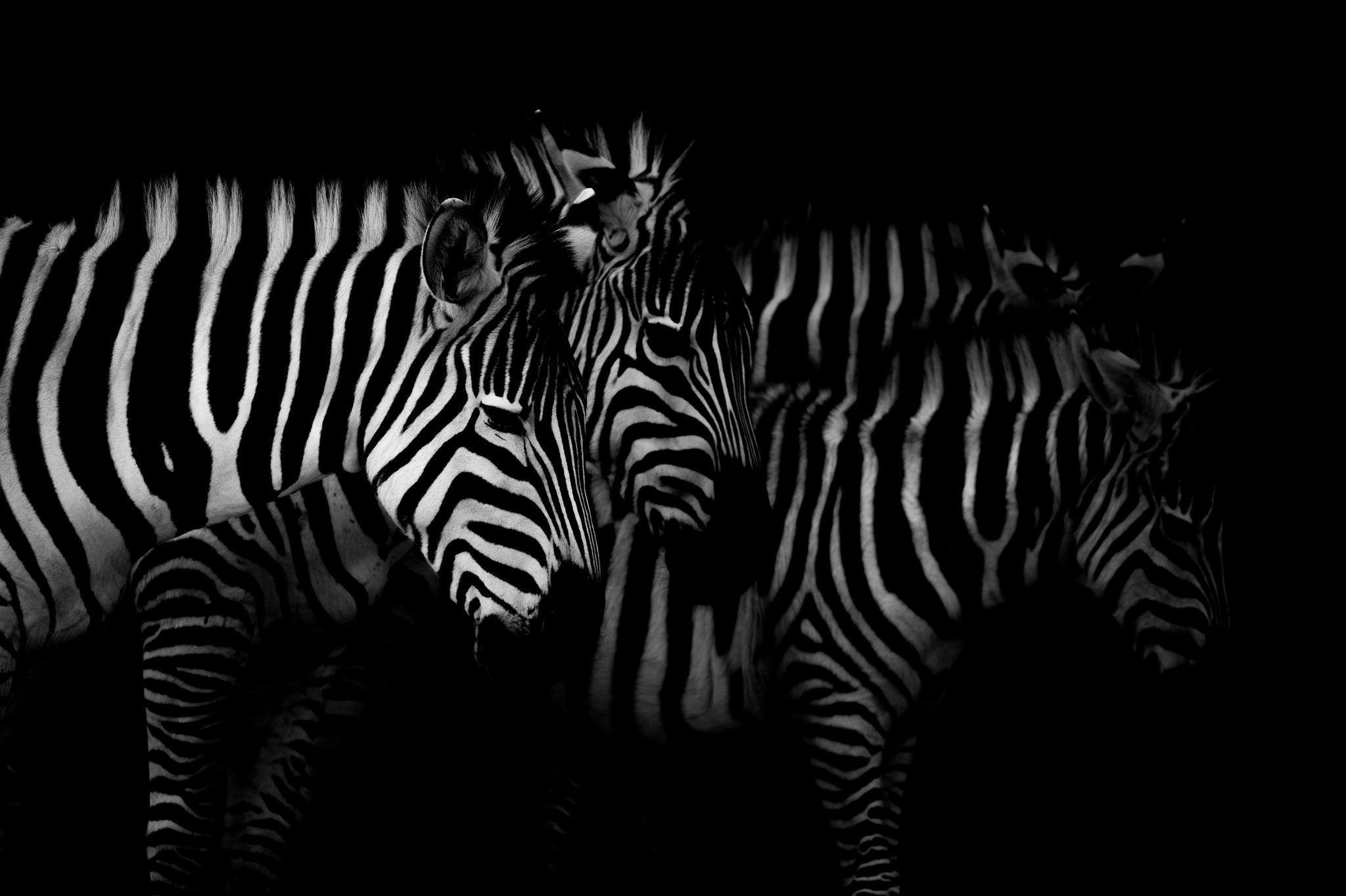 Grévy Zebra Herd