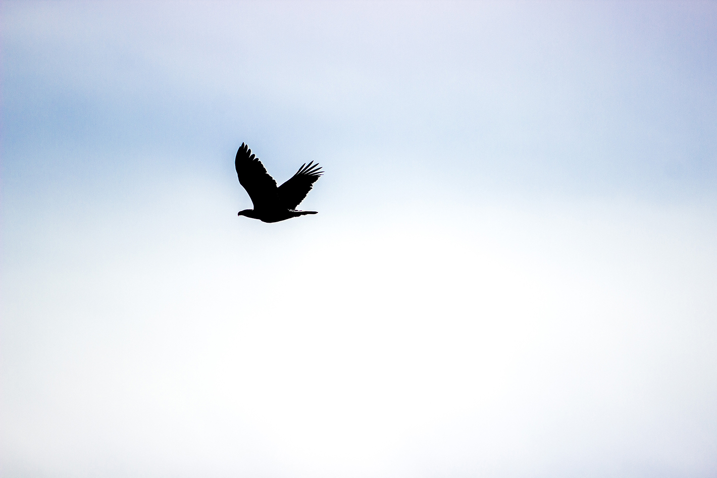 Bald Eagle in flight, Tofino, Vancouver