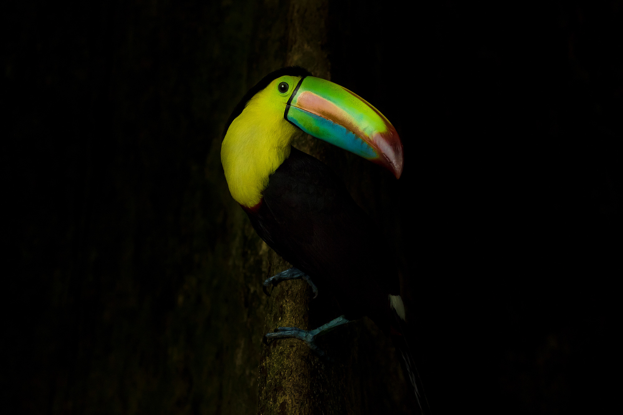 Keel-Billed Toucan - Limon, Costa Rica