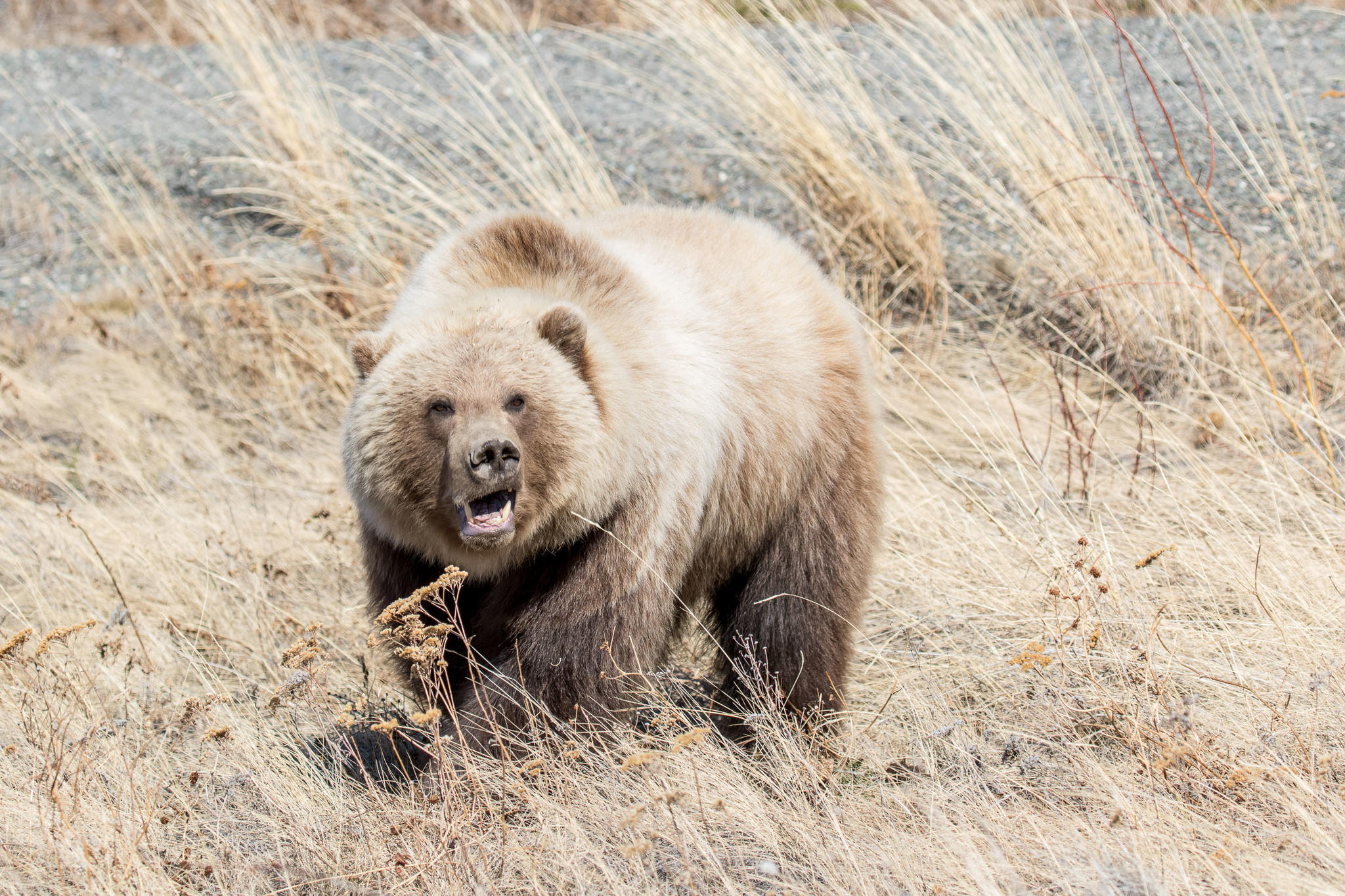 Grizzy Bear Snarl, Yukon