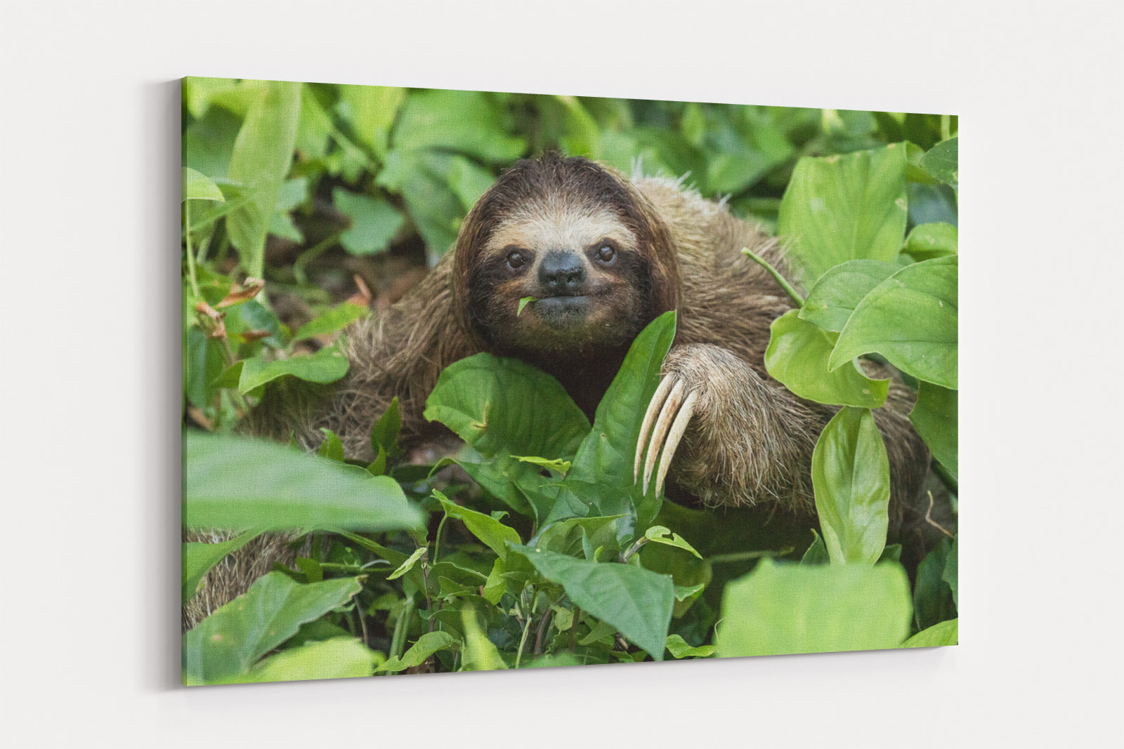 3 Toed Sloth, Costa Rica