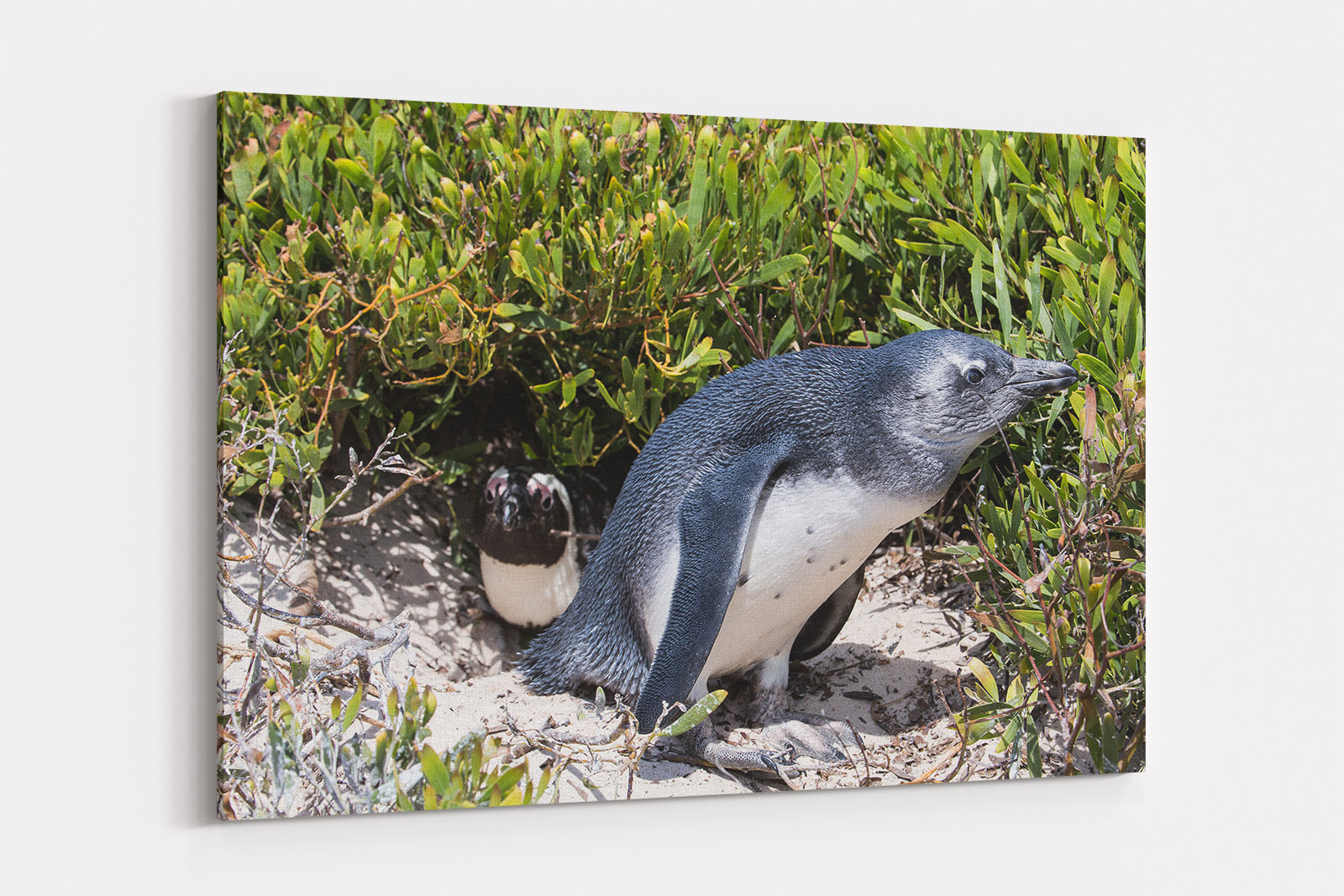 African Penguin Chick Leaving Nest, Capetown