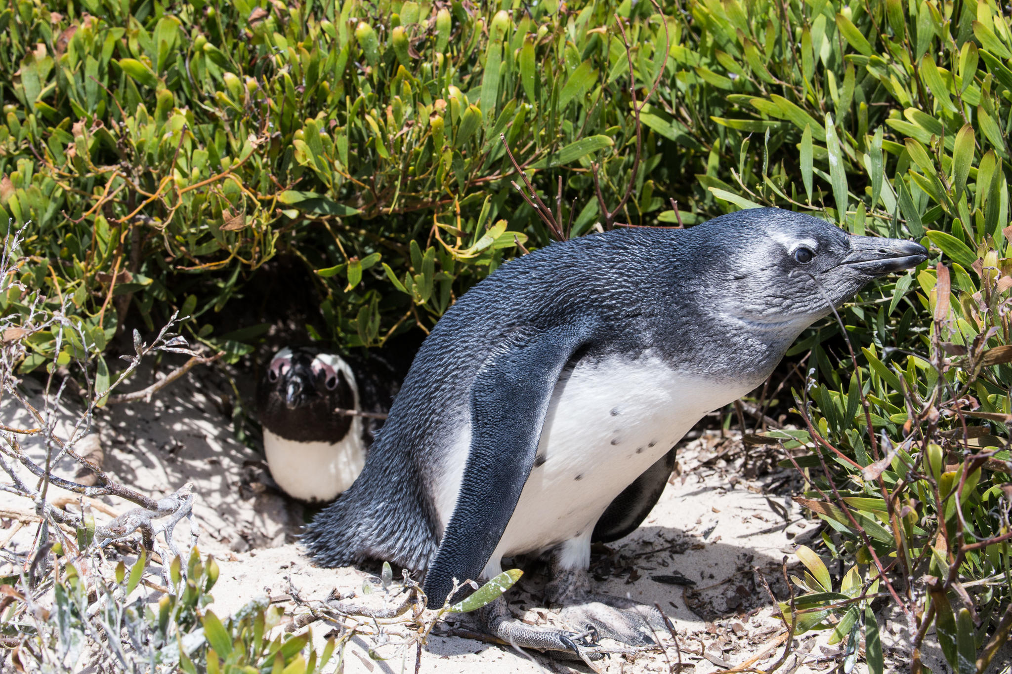 African Penguin Chick Leaving Nest, Capetown