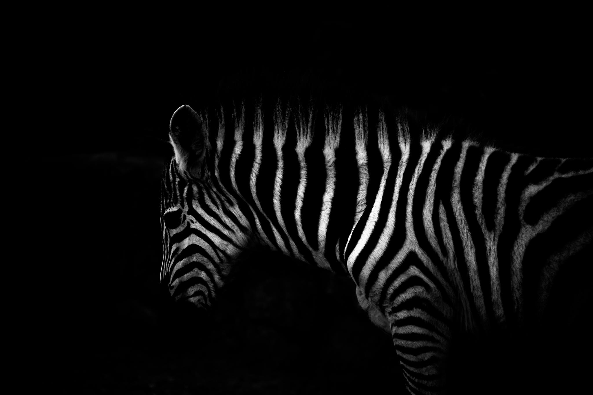 Solo Grevy Zebra, Cantabria, Spain