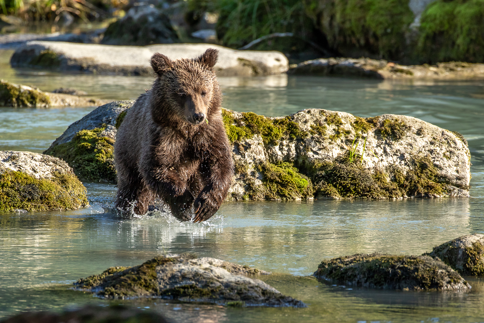 Grizzly Bear Cub - Haines, Alaska
