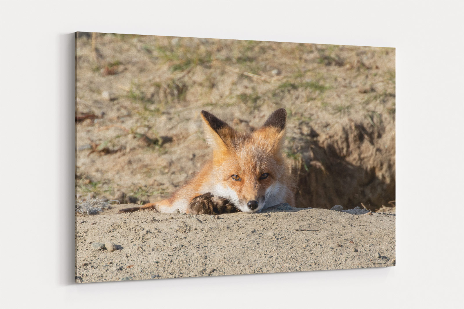 Red Fox Cub - Tatshenshini-Alsek Provincial Park, B.C