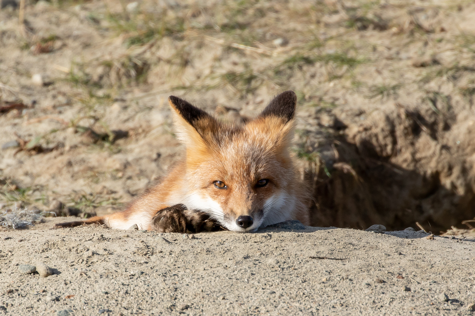 Red Fox Cub - Tatshenshini-Alsek Provincial Park, B.C