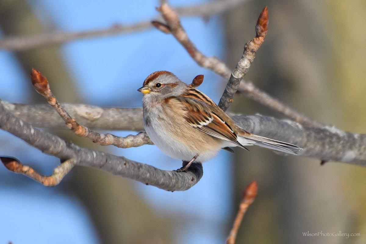 American Tree Sparrow American Tree Sparrow