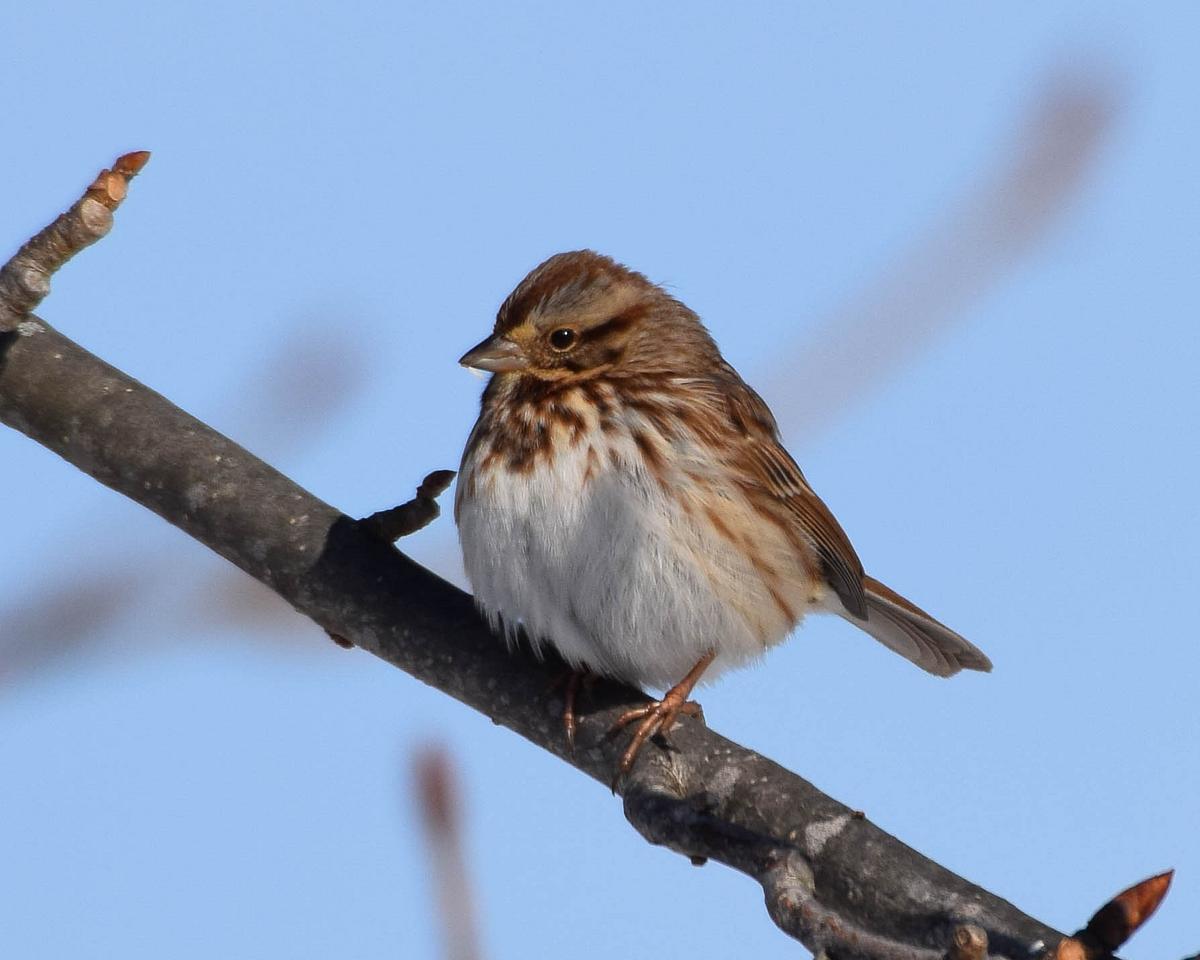 Song Sparrow Song Sparrow
