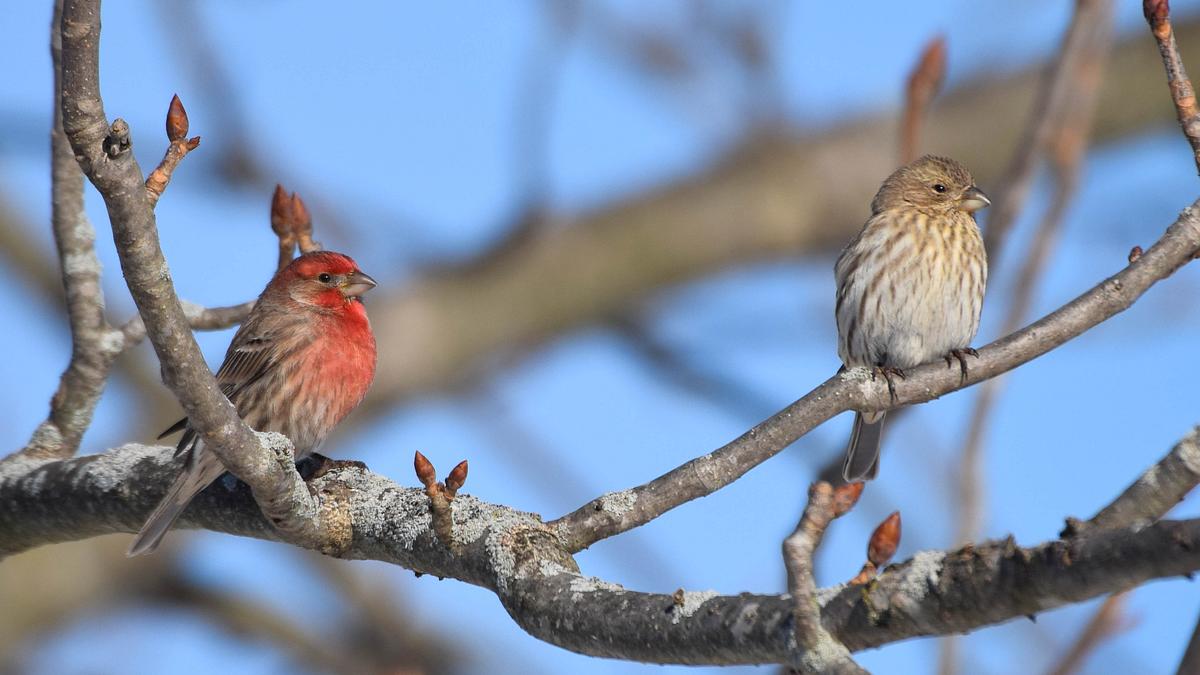 House Finches House Finches