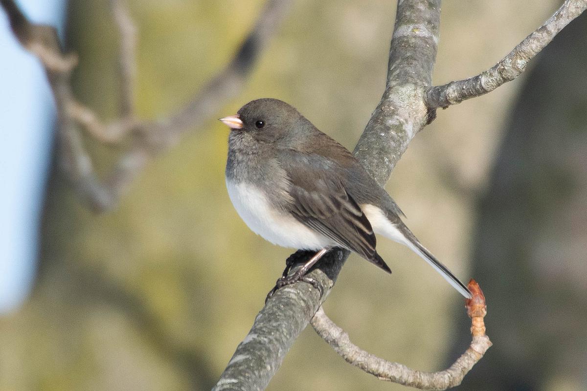 Dark-eyed Junco Dark-eyed Junco