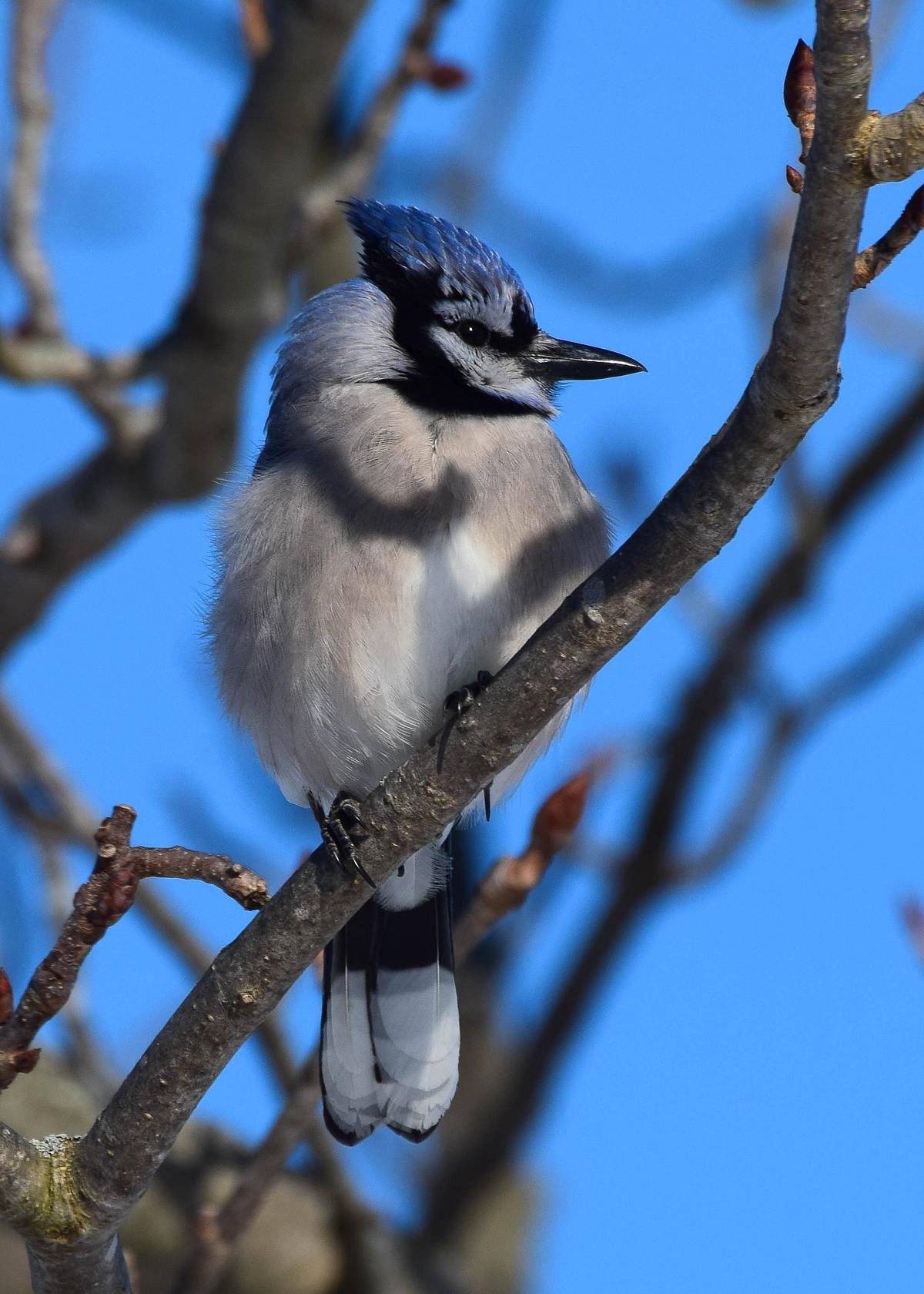 Blue Jay Blue Jay