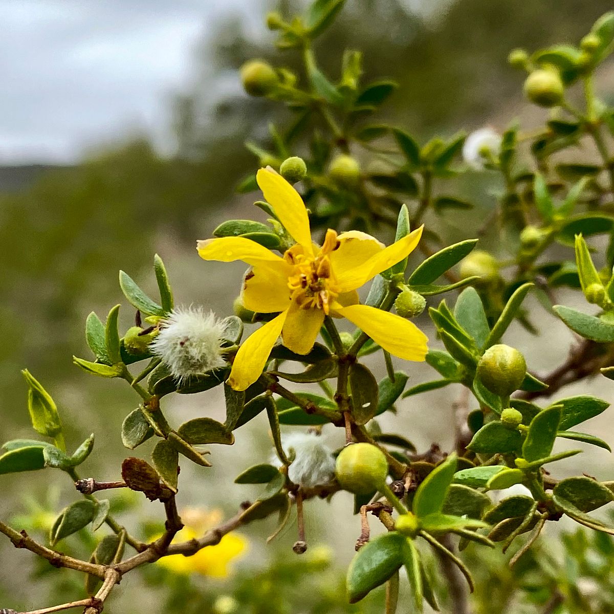 Creosote Plant Bloom and Seeds