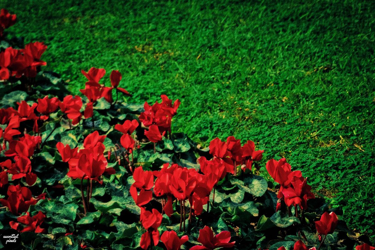 National Garden Part 1 - 07 National Garden Part 1 - 07