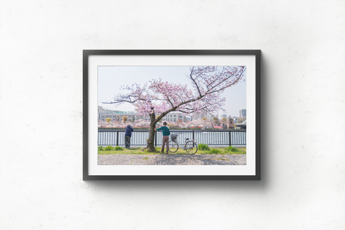 The Outlying Sakura Tree