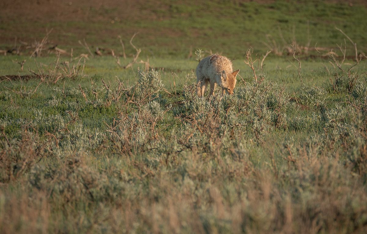 Grassland Coyote