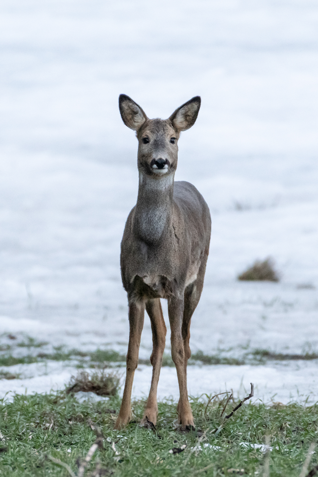 metsäkauris metsäkauris