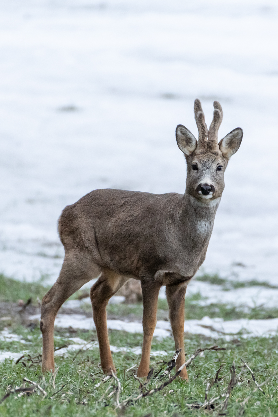 metsäkauris pukki metsäkauris pukki