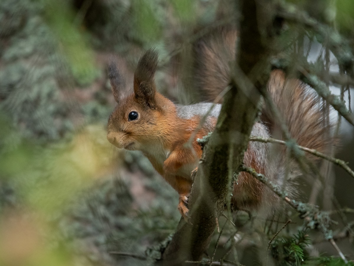 Orava kuusessa Orava kuusessa