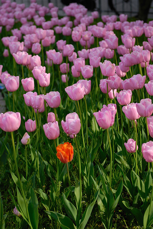 Colorful Tulips in Copenhagen Colorful Tulips in Copenhagen