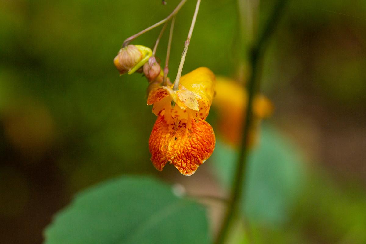 Spotted Touch-Me-Not (Impatiens capensis)