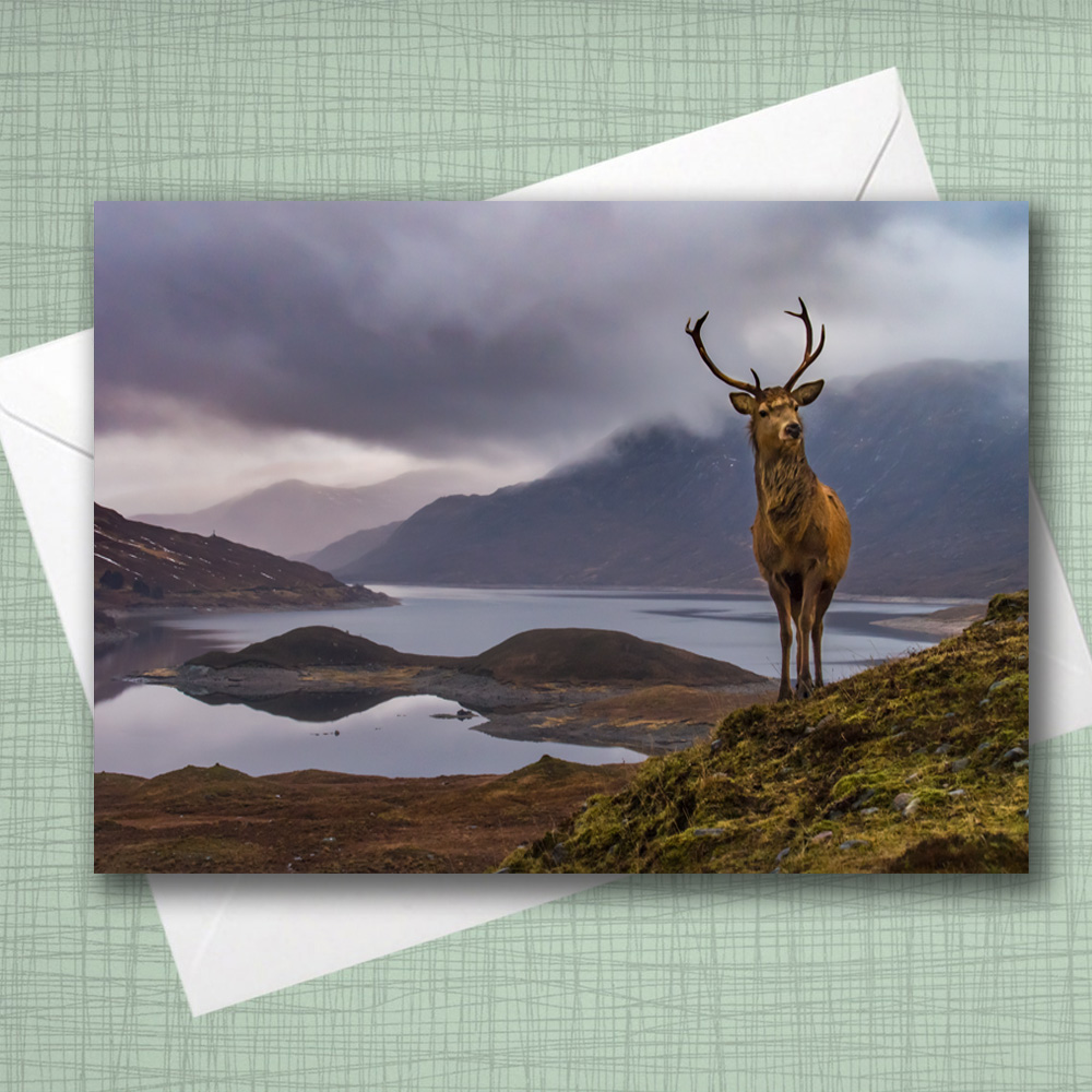 A5 Blank Greeting Card - Highland stag