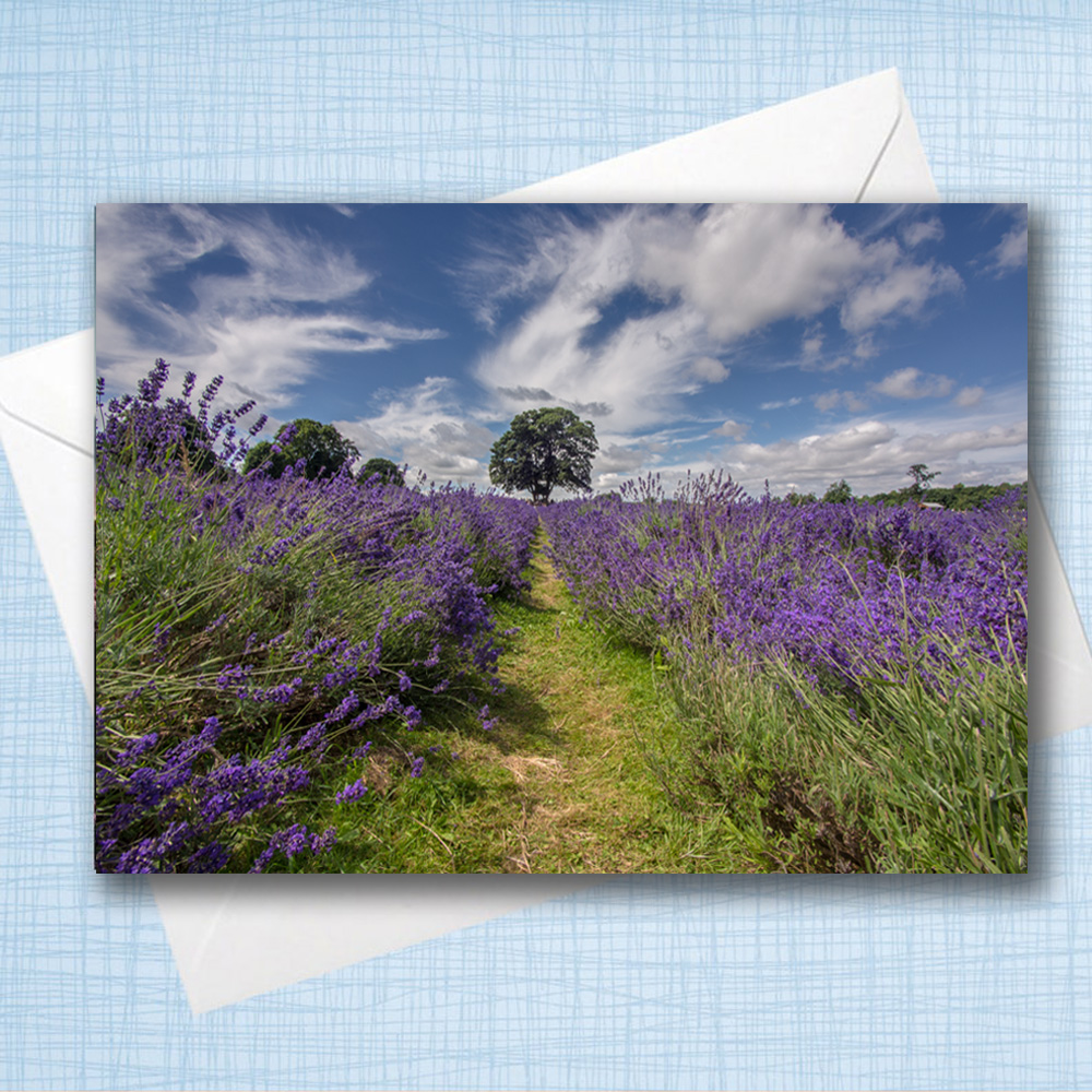 A5 Blank Greeting Card - Lavender field