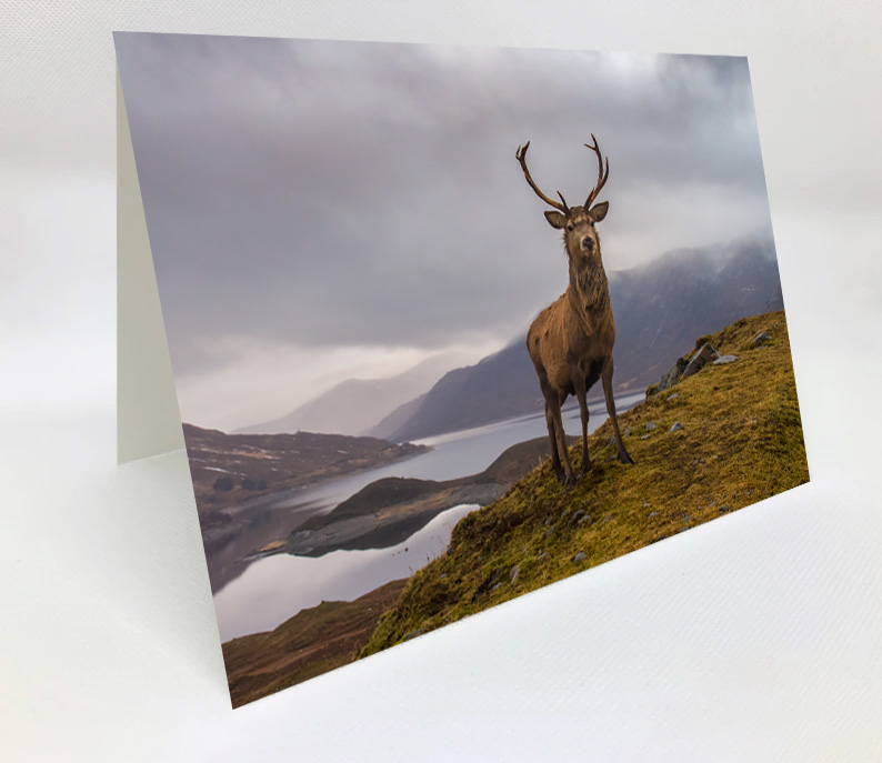 A5 Blank Greeting Card - Loch Cluanie stag