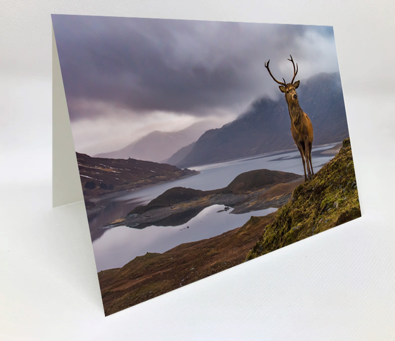 A5 Blank Greeting Card - Highland stag