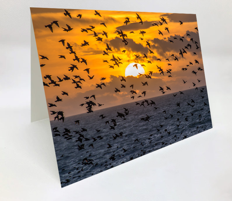 A5 Blank Greeting Card - startled by starlings