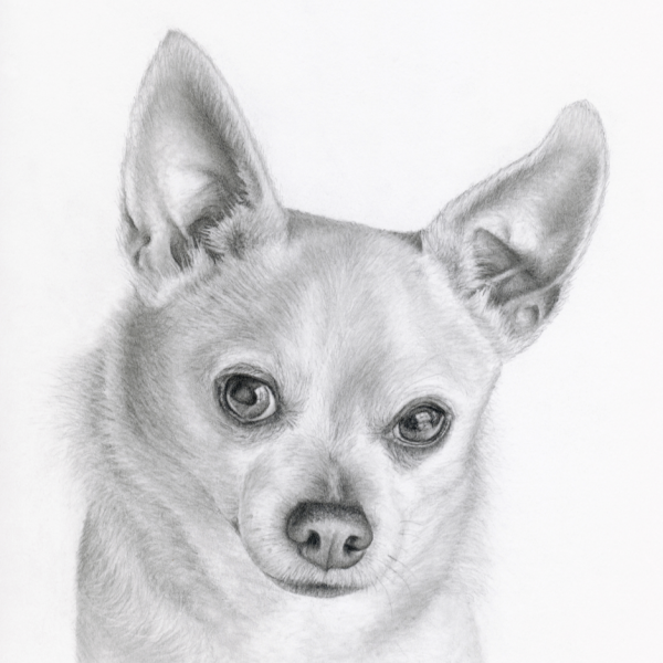 Custom Pencil Portraits Scribe Dog Studio