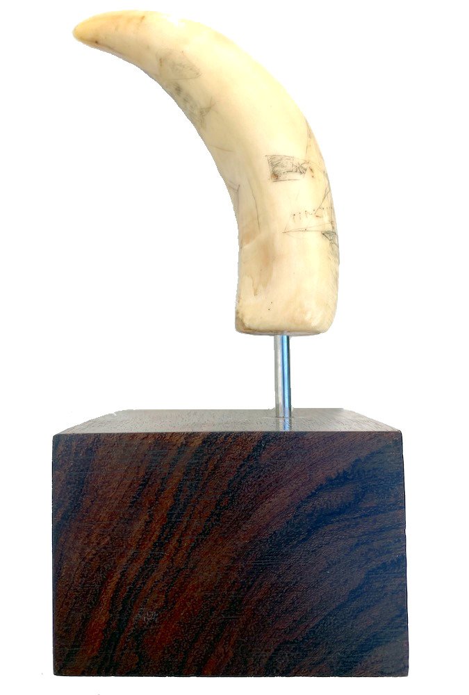 Scrimshaw Walrus Tooth