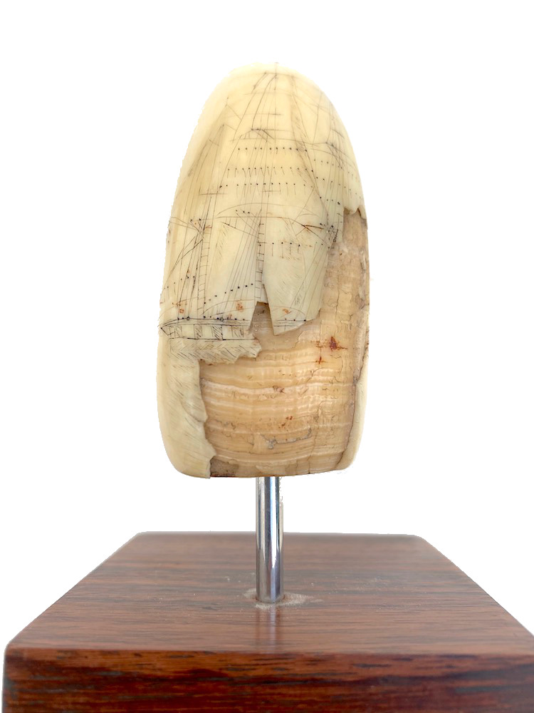 Scrimshaw Walrus Tooth