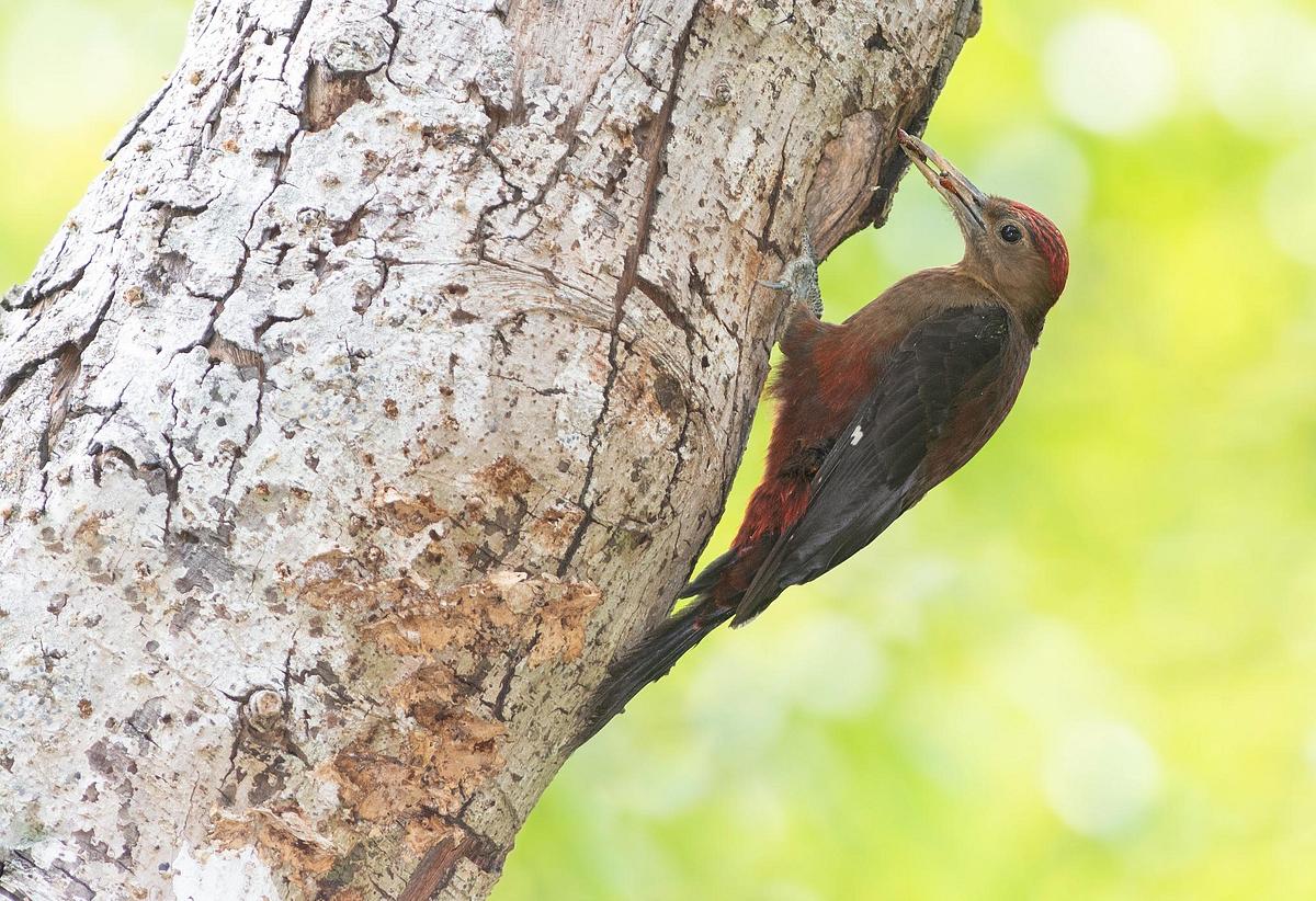 Okinawan woodpecker