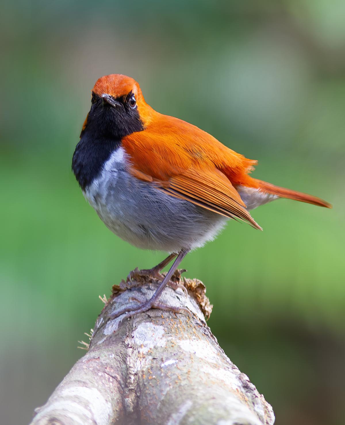 The wonderfully unique birds of Okinawa