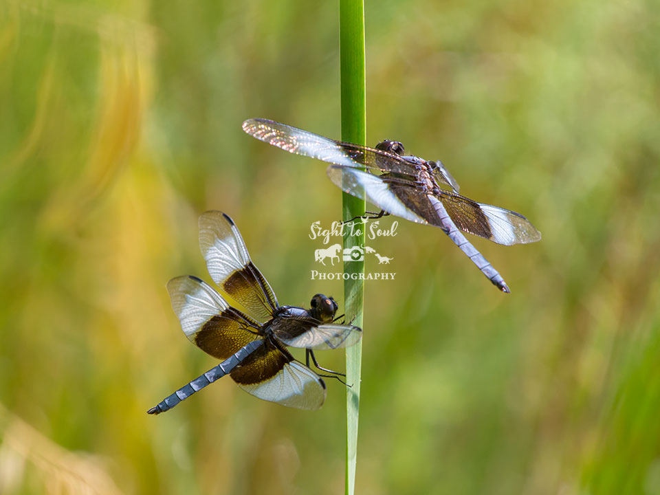 Widow Skimmer Dragonfly Art Print, Nature Photo Gift