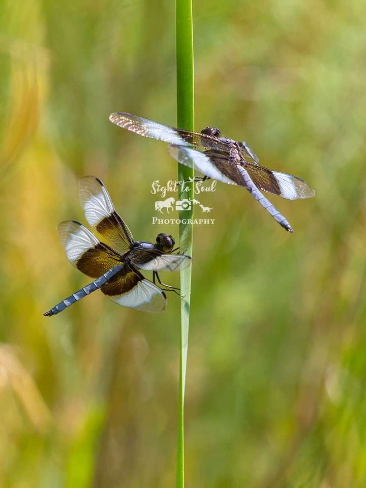 Widow Skimmer Dragonfly Art Print, Nature Photo Gift