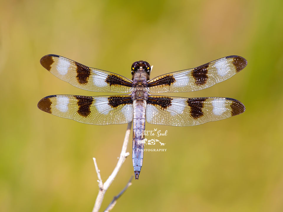 Twelve-spotted Skimmer Dragonfly Wall Art, Nature Photo Print