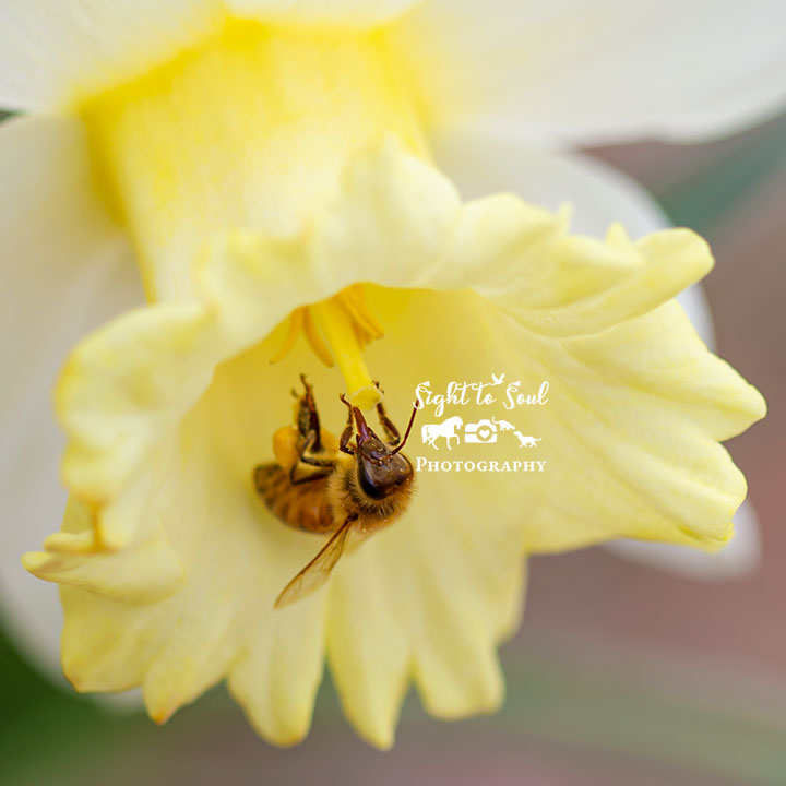 Honey Bee in Daffodil Photo, Nature Wall Art, Fine Art Print