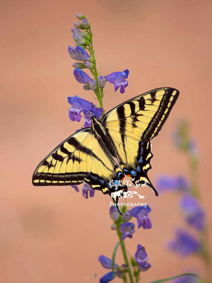 Western Tiger Swallowtail Butterfly Wall Art Print